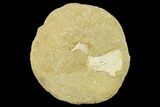 Fossil Fish (Enchodus) Bones in Rock - Morocco #134203-1
